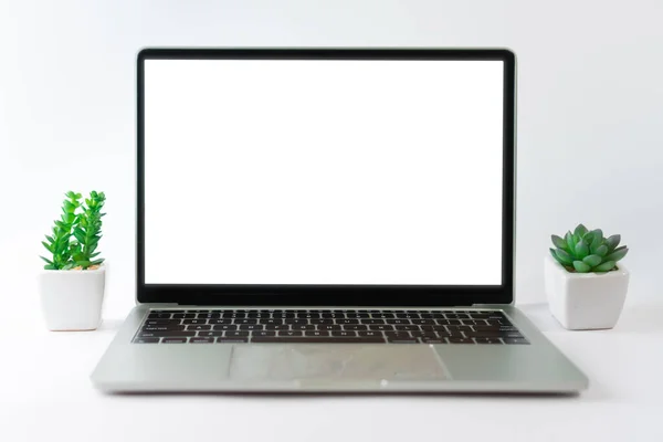 Laptop White Blank Screen Isolated White Background Small Plant Gadget — Stock Photo, Image
