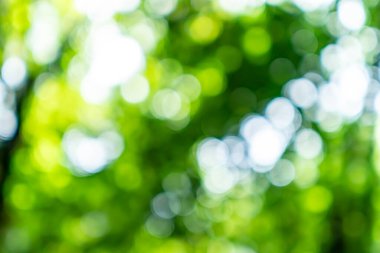 Yeşil doğa ormanı. Güneş ışığı soyut arka planda kalan tropikal ağaçlar..