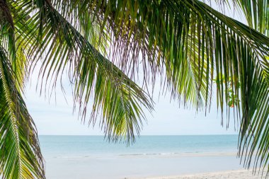 Tropikal doğa temiz plaj ve yazın beyaz kum palmiye yaprağı güneşi açık mavi gökyüzü ve soyut arkaplan.