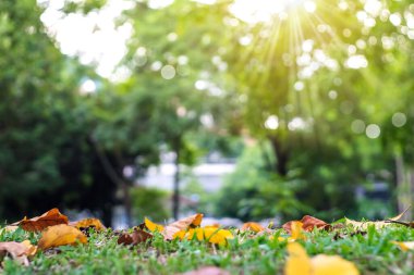 Bulanık doğa, günbatımında parkı aydınlatan ışık arka planına sahip bir çok ağaç..