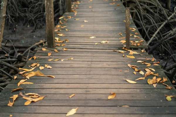 Wooden bridge to nature walk way into the jungle background.