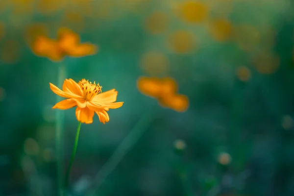 Selektywny Ostrość Piękne Kolorowe Kwiaty Letnim Bokeh Tła Vintage Stylu — Zdjęcie stockowe