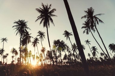 Günbatımında tropik hindistan cevizi ağaçları gökyüzü ışıldar ve bokeh doğa arka planı.