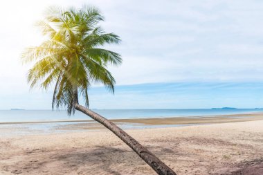 Tropikal doğa temiz plaj ve yazın beyaz kum palmiye yaprağı güneşi açık mavi gökyüzü ve soyut arkaplan.