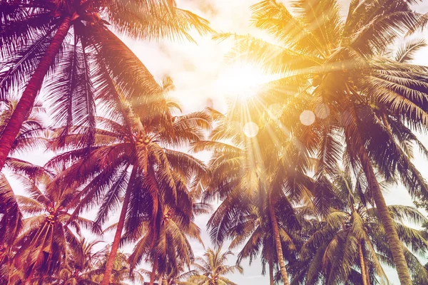 Тропические Пальмы Кокосовые Пальмы Закате Небо Вспышки Bokeh Природа Красочные — стоковое фото