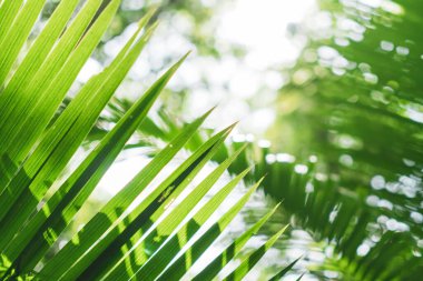 Seçici odak, güneş ışığıyla tropikal yaz yeşil yaprak arka planını kapattı.