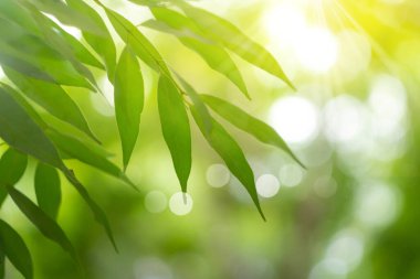 Seçici odak, güneş ışığıyla tropikal yaz yeşil yaprak arka planını kapattı.