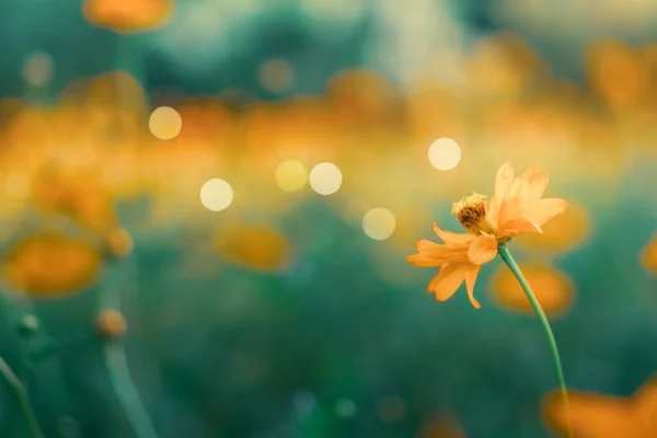 Selektive Fokus Der Schönen Bunten Blumen Mit Sommer Bokeh Background — Stockfoto