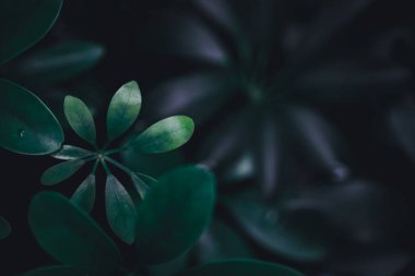 Seçici odak, güneş ışığıyla tropikal yaz yeşil yaprak arka planını kapattı.