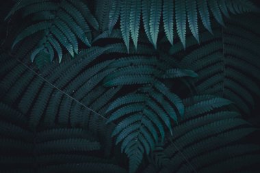 Seçici odak, güneş ışığıyla tropikal yaz yeşil yaprak arka planını kapattı.