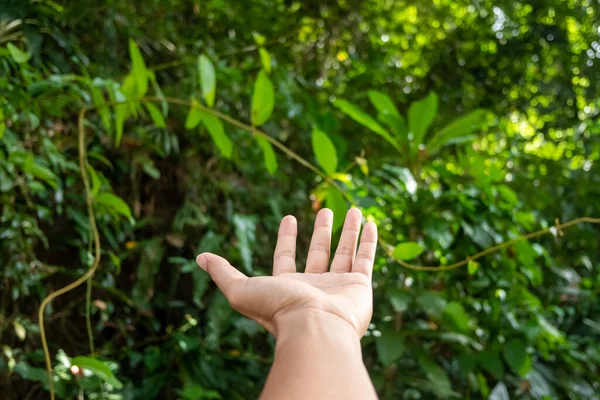 Hand reach out to the forest green nature bokeh like praying and ask for something copy space background.