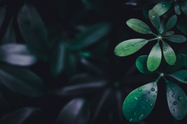 Seçici odak, güneş ışığıyla tropikal yaz yeşil yaprak arka planını kapattı.