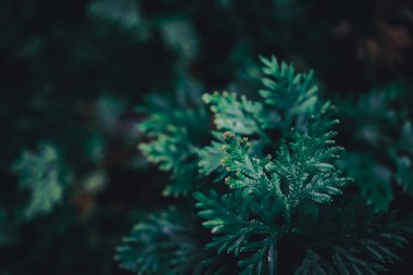 Seçici odak, güneş ışığıyla tropikal yaz yeşil yaprak arka planını kapattı.