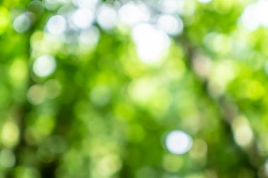 Yeşil doğa ormanı. Güneş ışığı soyut arka planda kalan tropikal ağaçlar..