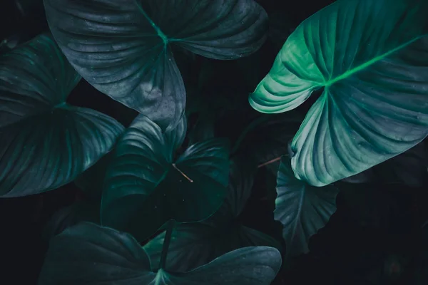 Вибірковий Фокус Закритий Тропічний Літній Зелений Фон Сонячним Світлом — стокове фото