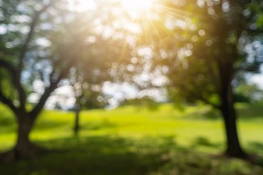 Bulanık doğa, tropikal yaprak kopyalama arkaplanı olan yeşil bahçe..