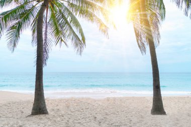Tropikal palmiye ağaçları yaz sahillerinde mavi gökyüzü ve güneş ışığı arka planında.