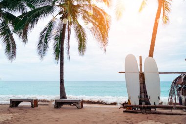 Yaz plajında hindistan cevizi ağaçlarının yanında sörf tahtaları var. Güneş ışığı ve mavi gökyüzü arka planı var..