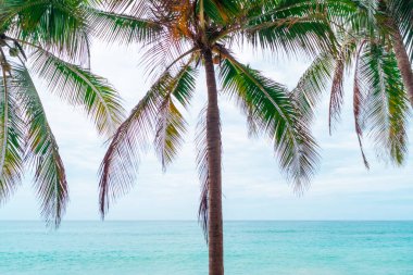 Tropikal doğa temiz plaj ve yazın beyaz kum palmiye yaprağı güneşi açık mavi gökyüzü ve soyut arkaplan.