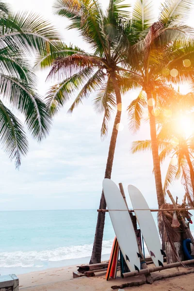 Muchas Tablas Surf Junto Cocoteros Playa Verano Con Luz Solar —  Fotos de Stock