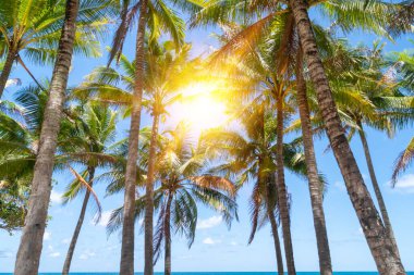 Tropikal doğa temiz plaj ve yazın beyaz kum palmiye yaprağı güneşi açık mavi gökyüzü ve soyut arkaplan.