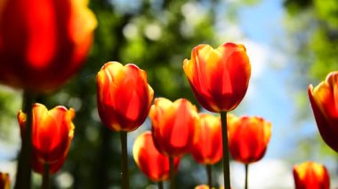 Parktaki laleler yavaşça rüzgarda sallanıyor.