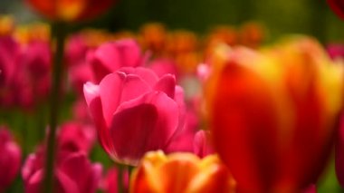 Parktaki laleler yavaşça rüzgarda sallanıyor.