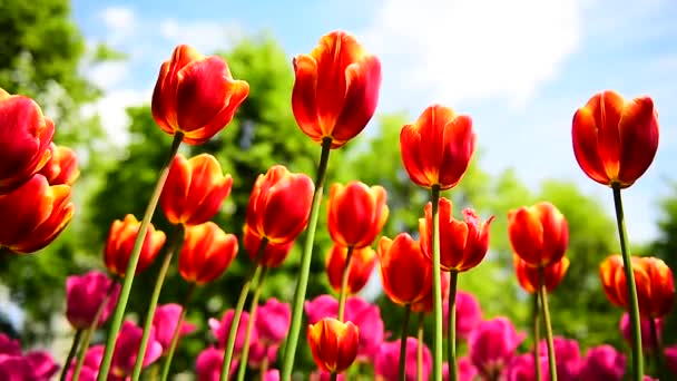 Tulipas Parque Estão Balançando Lentamente Vento — Vídeo de Stock