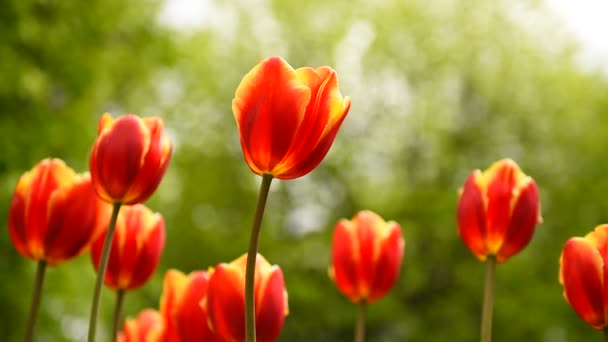 Tulpen Park Wiegen Sich Langsam Wind — Stockvideo