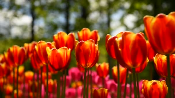 Les Tulipes Dans Parc Balancent Lentement Dans Vent — Video