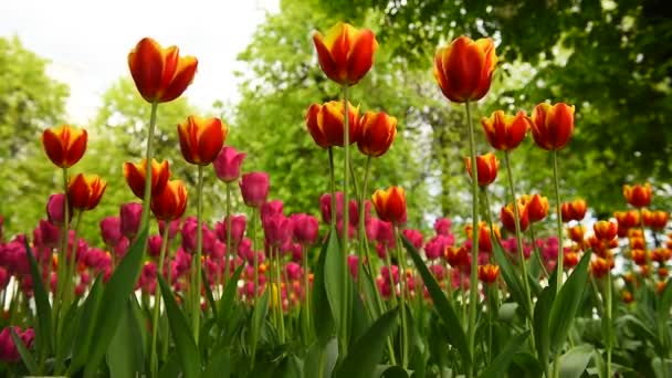 Tulipány Parku Pomalu Kymácejí Větru — Stock video