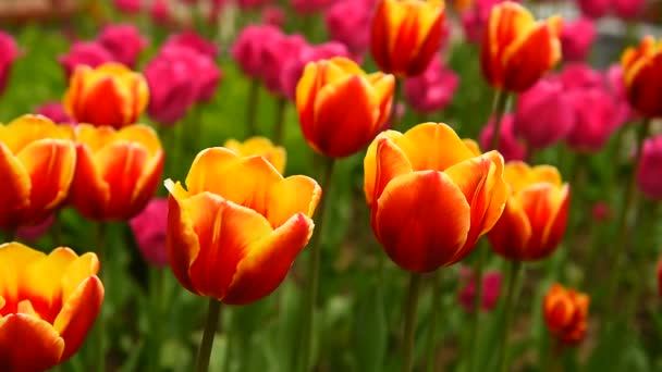 Les Tulipes Dans Parc Balancent Lentement Dans Vent — Video