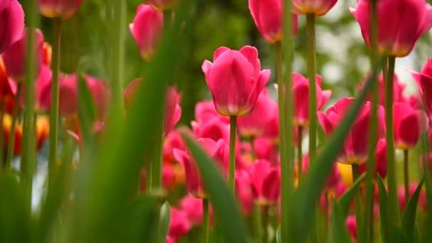 Les Tulipes Dans Parc Balancent Lentement Dans Vent — Video