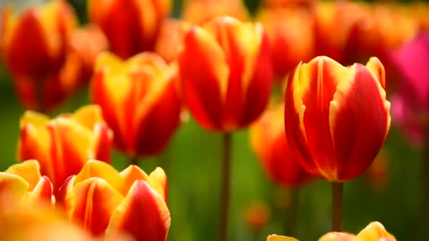 Les Tulipes Dans Parc Balancent Lentement Dans Vent — Video