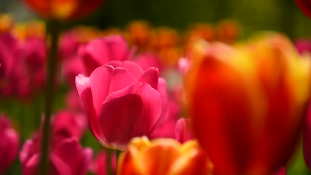Tulipany Parku Powoli Kołyszą Się Wietrze — Wideo stockowe