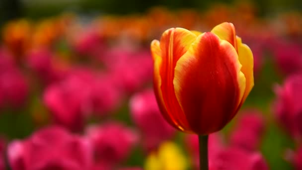 Les tulipes dans le parc se balancent lentement dans le vent 