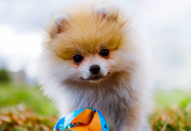 Pomeranian parkta yürüyüş yapıyor.