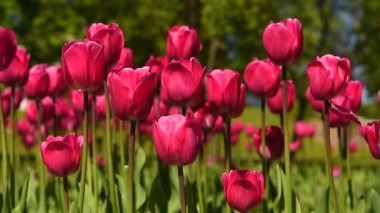 Rüzgardaki laleler Parktaki güneşli havalarda