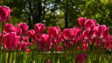 Rüzgardaki laleler Parktaki güneşli havalarda