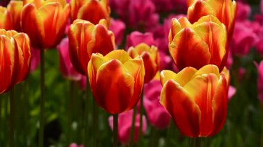 Rüzgardaki laleler Parktaki güneşli havalarda