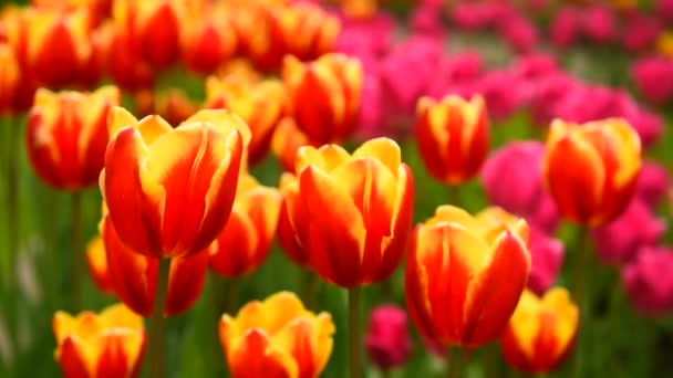 tulipes au vent par temps ensoleillé dans le parc