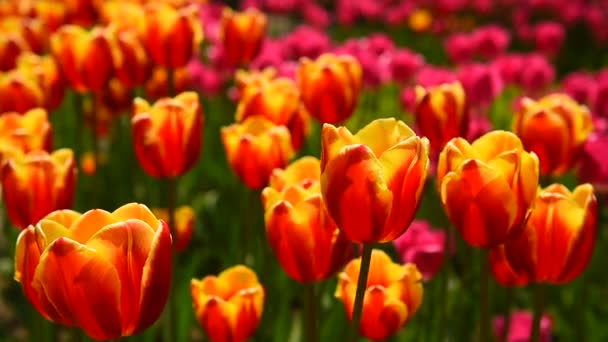 Tulipanes Viento Tiempo Soleado Parque — Vídeos de Stock
