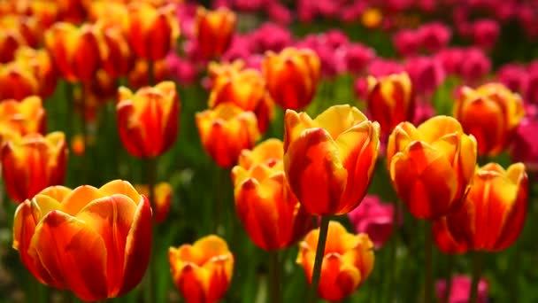 tulipes au vent par temps ensoleillé dans le parc