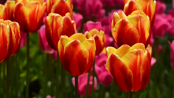 tulipes au vent par temps ensoleillé dans le parc
