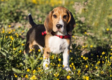 Küçük avcı Flint. Beagle. 