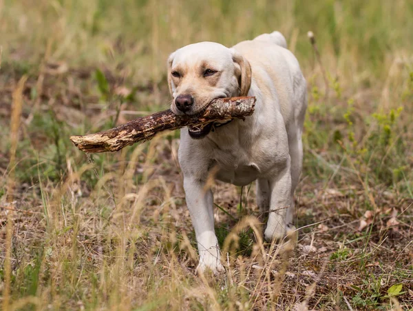 Labrador retriever Bella. Mutlu köpek.