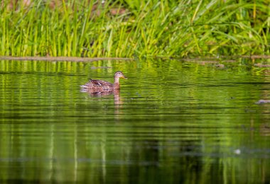 Ördek şafakta yüzüyor. Göl