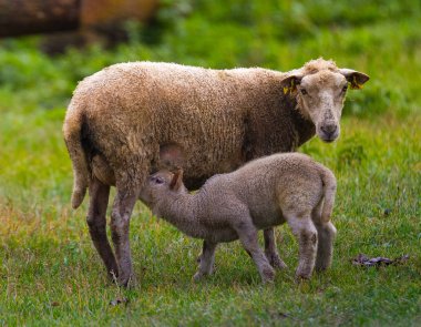 anne çocuğunu besleme