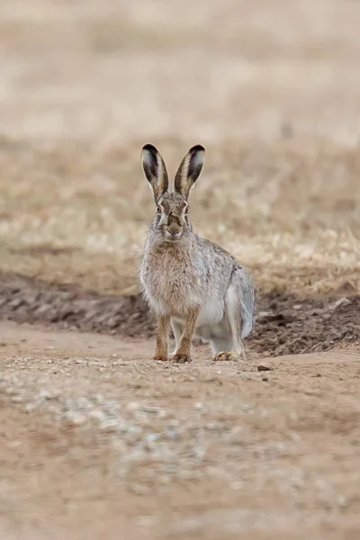 Hare , nature, summer, gras, field, good