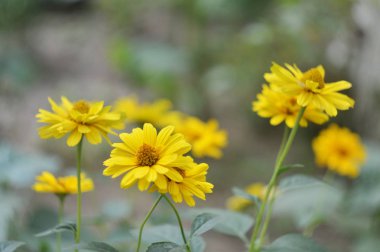 Beyaz çiçek açan ağaç bahçesi